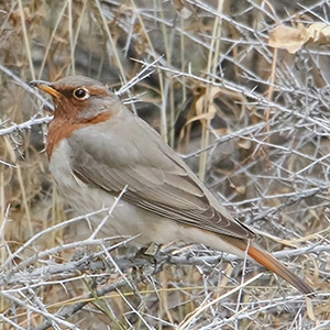 Red-throated Thrush